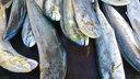 Several freshly caught fish with silvery-blue scales laid out on a dark wooden surface at a market