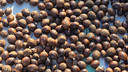 Close-up view of dark brown nutmeg seeds spread out on a woven mat, drying under sunlight