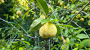 Close-up of yellowish fruit hanging from a leafy tree branch with more fruit and green leaves in the blurred background