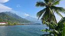 Calm water with a palm tree in the foreground and a smoking volcanic mountain in the distant background under a clear blue sky