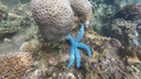 Bright blue starfish clinging to coral on a vibrant underwater reef with various corals and marine life