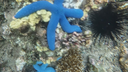 Two bright blue starfish resting on coral and rocky ocean floor alongside a dark sea urchin