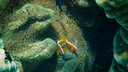 Two small fish swimming among dense, textured coral formations in clear underwater surroundings