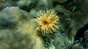 Small yellow feathery sea creature surrounded by tiny striped fish swimming near a coral reef