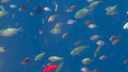 various small fish swimming in clear blue water with one bright red fish standing out among them
