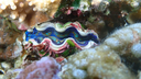 Close-up of a vibrant blue and green giant clam nestled among coral in a reef