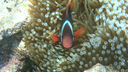 A small fish with dark body and bright orange fins nestled among the tentacles of a sea anemone in clear underwater coral reef