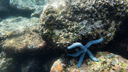 underwater view of rocky coral reef with a blue starfish attached to a rock