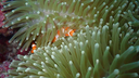 Small orange and white clownfish nestled among long, pale green sea anemone tentacles