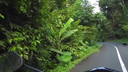 View of a hand on the handlebar of a motorbike driving along a narrow road surrounded by dense tropical greenery and tall palm trees