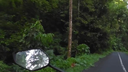 Person's hand on a scooter handlebar riding along a narrow road bordered by dense tropical greenery and tall palm trees