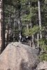 Two black and white border collies standing on a large rock in a forest with tall pine trees and sunlight filtering through