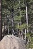 Two black and white border collies standing on a large rock in a forested area with pine trees