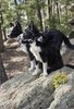 Two black and white border collies standing alert on a large rock in a forested area with trees and patches of sunlight