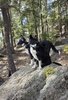 Two black and white border collies sitting attentively on a lichen-covered rock in a pine forest
