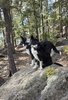 Two black and white dogs sitting on a large rock in a forested area with pine trees and scattered sunlight