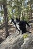 Two black and white border collies sitting on a large rock, attentively looking into a forested area with tall pine trees and scattered sunlight