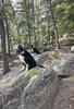 Two black and white border collies sitting on large rocks in a forested area with pine trees and scattered sunlight