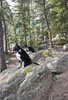 Two black and white border collies sitting on large rocks in a forested area with pine trees and sunlight filtering through