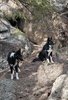 Two black and white border collies resting on a forest floor covered with pine needles, surrounded by rocks and pine tree branches