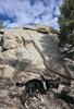 Two black and white border collies climbing on rocky terrain with large boulders and pine trees under a partly cloudy sky