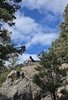 Two black and white dogs standing on large rock formations surrounded by tall pine trees under a partly cloudy blue sky