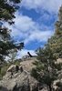 Two border collies standing on a large rocky outcrop surrounded by pine trees under a partly cloudy blue sky