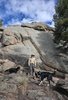 Man wearing a wide-brimmed hat and outdoor clothing standing among large rocky boulders with two black and white border collies and some trees in the background