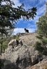 Black and white border collie standing on top of a large rock with pine trees and blue sky in the background