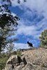 A black and white dog standing on a large rock surrounded by trees under a partly cloudy blue sky