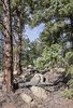Sunlit forest floor with scattered rocks and fallen branches, surrounded by pine and fir trees under a blue sky with some clouds