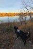 Two black and white dogs stand on a dirt path surrounded by dry grass and leafless trees, looking out over a calm river reflecting golden autumn trees under a clear blue sky