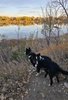 Two black and white dogs standing on a dirt path with dry grass and leafless trees beside a calm river reflecting autumn-colored trees in the distance