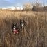 Two black and white dogs standing alert in tall dry grass under a soft cloudy sky with leafless trees in the background