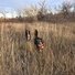 Two black and white dogs running through tall dry grass in an open field with leafless trees in the background