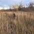 Two dogs standing in a field of tall dry grass with leafless trees in the background under a partly cloudy sky