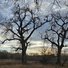 Two tall, leafless trees with many twisting branches standing in a field of dry grass under a cloudy sky during sunset