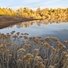 Dry wildflowers in front of a calm river with golden-leaved trees and clear sky reflected on the water