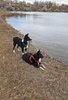 Two black and white dogs wearing harnesses sitting and standing on a grassy riverbank next to calm water with leafless trees in the background