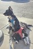 Two border collies resting on a sunny sidewalk, one sitting wearing a blue harness, the other lying down wearing a red harness