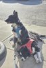 Two black and white dogs wearing harnesses resting on a sunlit sidewalk, one sitting alert while the other lies down