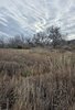 Dry brown grasses and wildflowers in a field with bare leafless trees under a cloudy sky