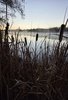 Tall dry reeds and cattails silhouetted against a calm misty river at dawn with a pale sky