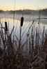 tall brown cattails and dry grasses by a calm lake with morning mist and a pale yellow sky at dawn