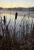 Tall brown cattails and dry grasses silhouetted against a calm mist-covered river at dawn
