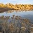 Golden autumn trees reflected in a calm lake with dried plants in the foreground under a partly cloudy sky