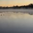 Calm water reflecting mist and the silhouette of leafless trees at dawn with three ducks swimming gently