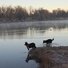 Two black and white dogs standing at the edge of a calm river with mist rising, surrounded by leafless trees and early morning light