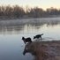 Two black and white dogs standing at the edge of a calm river with mist rising and bare trees along the opposite bank in early morning light