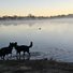 Two border collies wading at the edge of a calm river with mist rising and trees silhouetted in the soft light of early morning